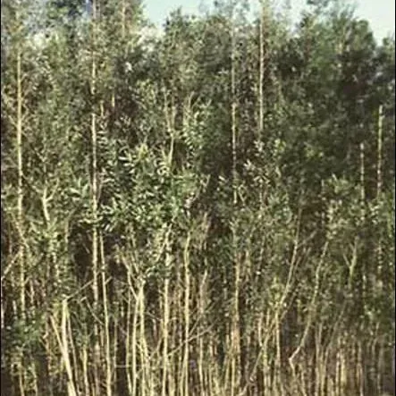 thumbnail for publication: Melaleuca Snout Beetle, Melaleuca Weevil (unofficial common names), Oxyops vitiosa (Pascoe) (Insecta: Coleoptera: Curculionidae)